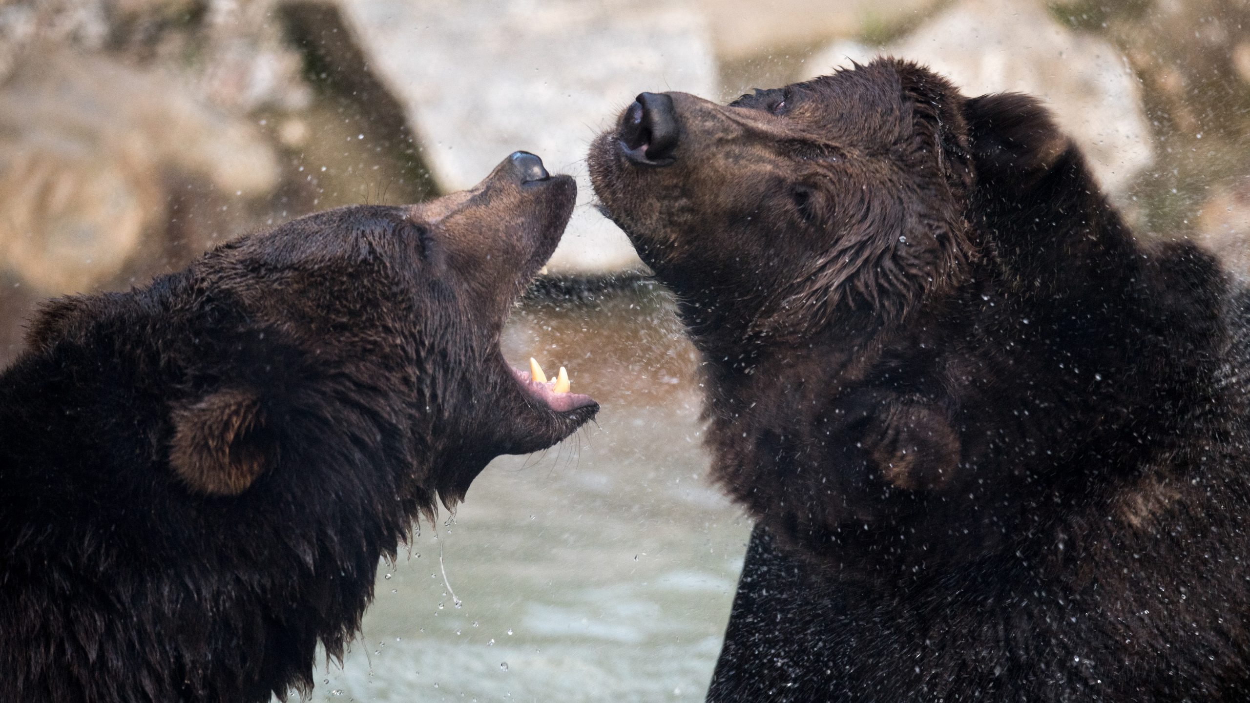 Zwei Braunbären beim Spielen im Wasser im Wild- & Erlebnispark Ferleiten